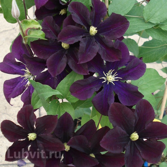 Клематис Варшавска Найк (Warszawska Nike) купить с доставкой Клематис Варшавска Найк (Warszawska Nike) купить с доставкой