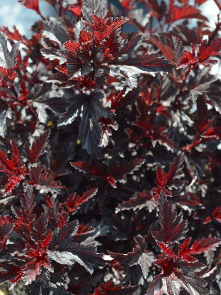 Пузыреплодник Олл Блэк (All Black) купить с доставкой