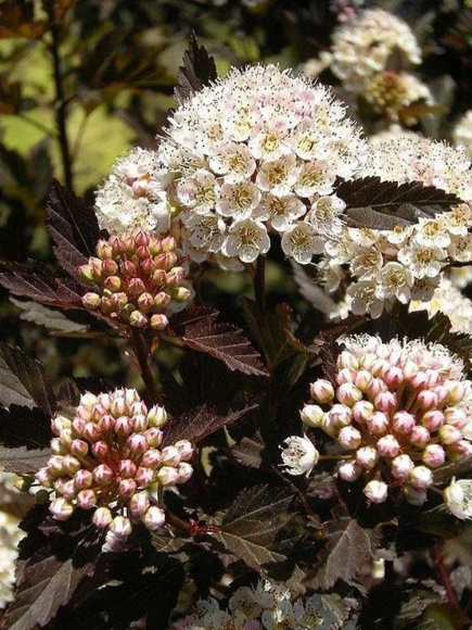 Пузыреплодник Олл Блэк (All Black) купить с доставкой