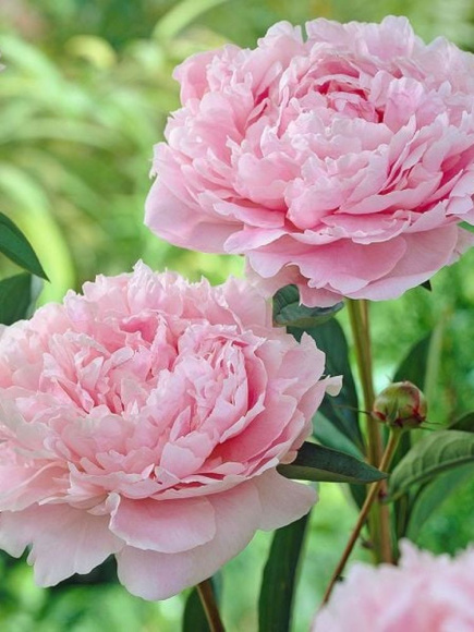 Пион Сара Бернар (Sarah Bernhardt) купить с доставкой