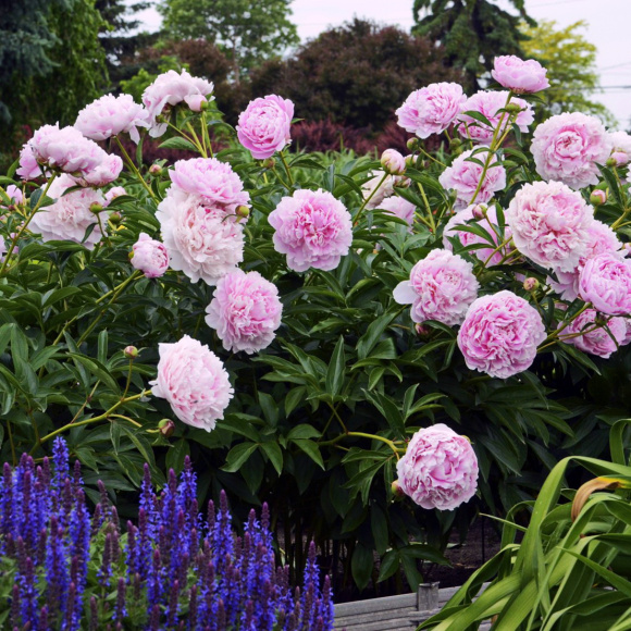 Пион Сара Бернар (Sarah Bernhardt) купить с доставкой