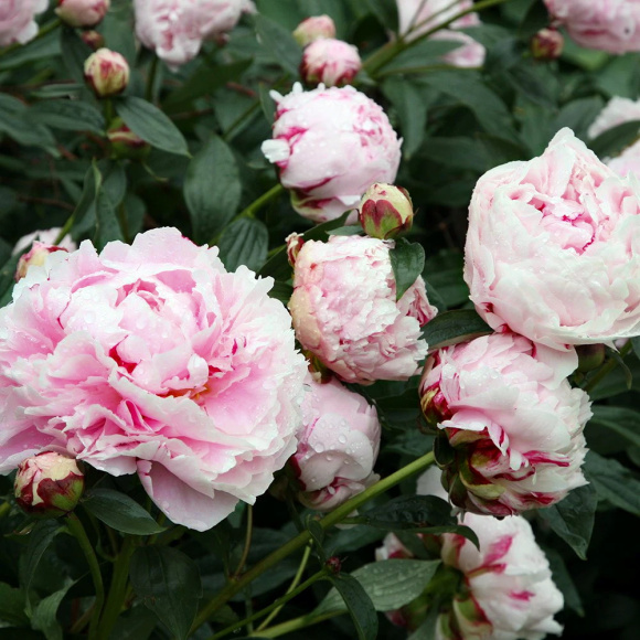 Пион Сара Бернар (Sarah Bernhardt) купить с доставкой