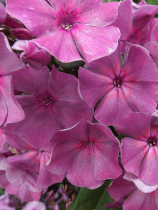 Флокс Седой Урал