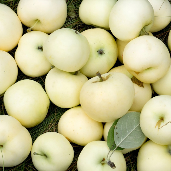 Яблоня Белый Налив (Папировка) купить с доставкой Яблоня Белый Налив (Папировка) купить с доставкой