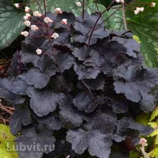 Гейхера Обсидиан (Obsidian)