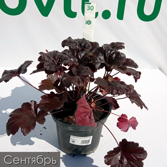 Гейхера Обсидиан (Obsidian) купить с доставкой