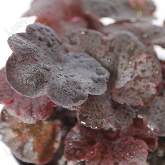 Гейхера Обсидиан (Obsidian) купить с доставкой