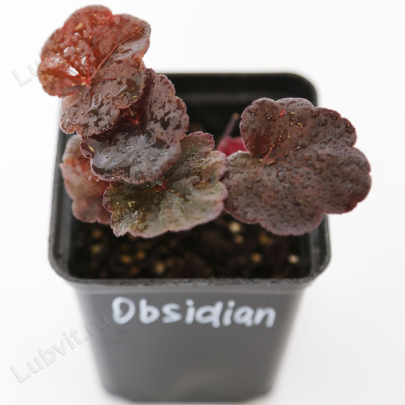 Гейхера Обсидиан средняя (Heuchera Obsidian)