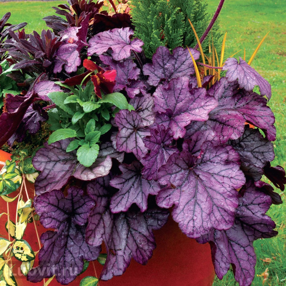 Гейхера Спелбонд (Spellbound) купить с доставкой