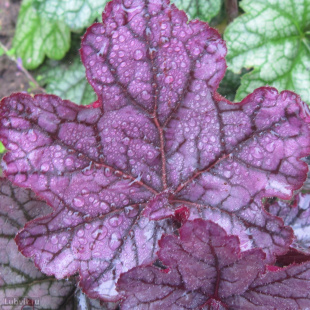 Гейхера Спелбонд (Spellbound)