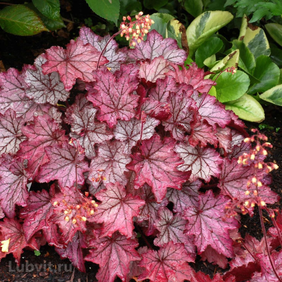 Гейхера Спелбонд (Spellbound) купить с доставкой