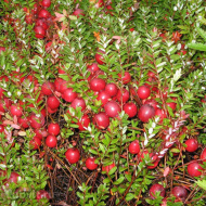 Клюква Макфарлин (McFarlin)