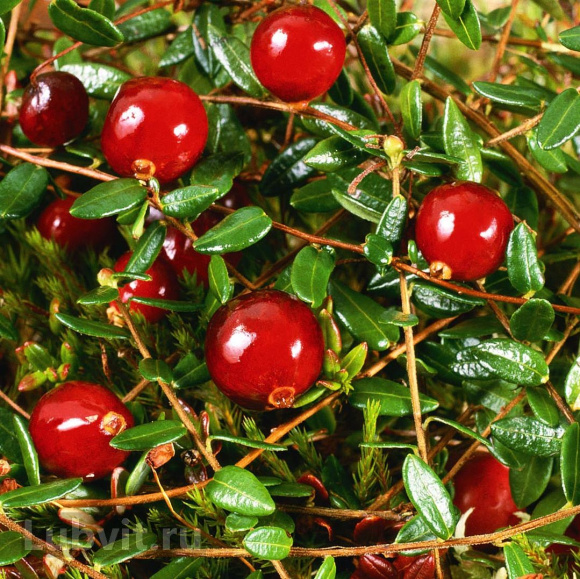 Клюква Макфарлин (McFarlin) купить с доставкой Клюква Макфарлин (McFarlin) купить с доставкой