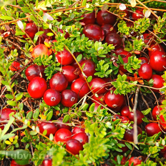 Клюква Макфарлин (McFarlin) купить с доставкой Клюква Макфарлин (McFarlin) купить с доставкой