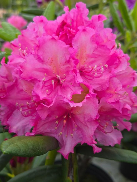 Рододендрон Гаага (Haaga) купить с доставкой