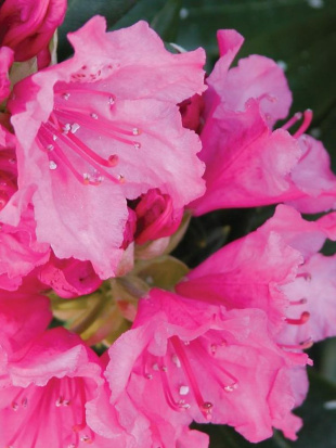 Рододендрон Гаага (Haaga)