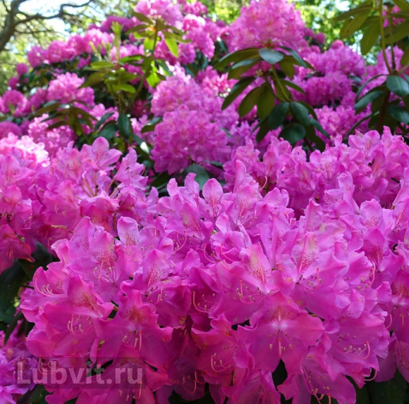 Рододендрон Гаага (Haaga) купить с доставкой