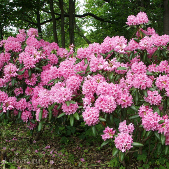 Рододендрон Гаага (Haaga) купить с доставкой