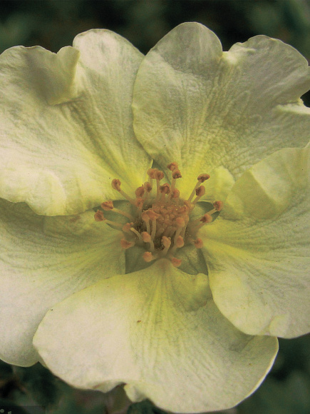 Лапчатка Примроуз Бьюти (Primrose Beauty) купить с доставкой