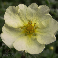 Лапчатка Примроуз Бьюти (Primrose Beauty) Лапчатка Примроуз Бьюти (Primrose Beauty)