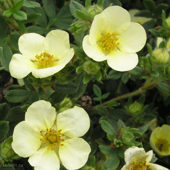 Лапчатка Примроуз Бьюти (Primrose Beauty) купить с доставкой Лапчатка Примроуз Бьюти (Primrose Beauty) купить с доставкой