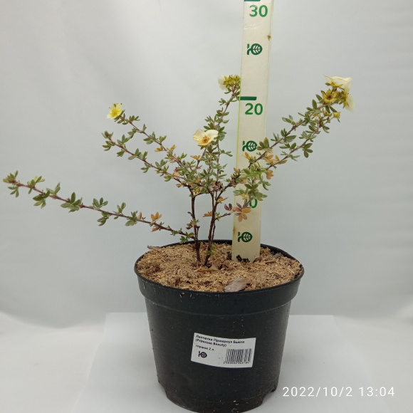 Лапчатка Примроуз Бьюти (Primrose Beauty) купить с доставкой Лапчатка Примроуз Бьюти (Primrose Beauty) купить с доставкой