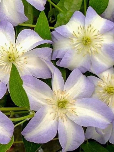 Клематис Юкикомачи (Yukikomachi) купить с доставкой