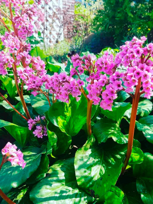 Бадан Толстолистный