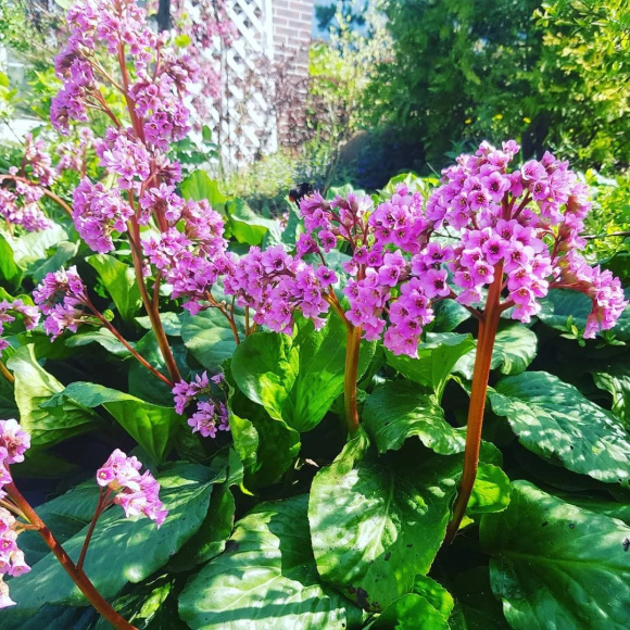 Бадан Толстолистный купить с доставкой Бадан Толстолистный купить с доставкой