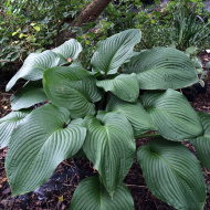 Хоста Ти Рекс (T Rex) [L]