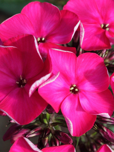 Флокс Олигарх купить с доставкой