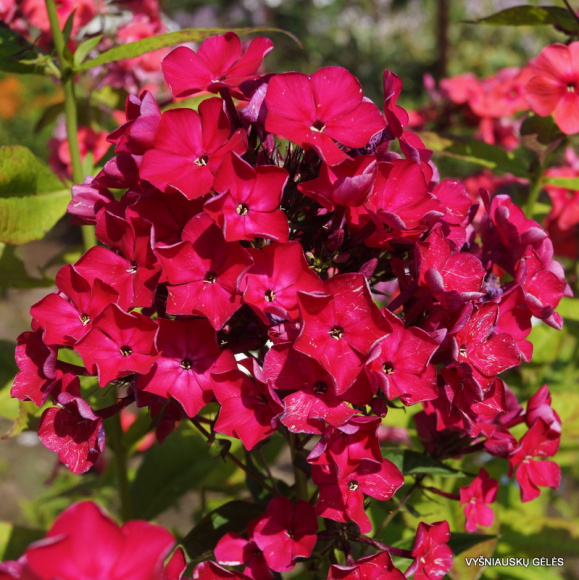 Флокс Олигарх купить с доставкой Флокс Олигарх купить с доставкой