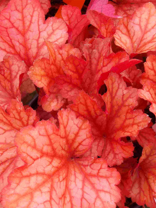 Гейхера Паприка (Paprika)