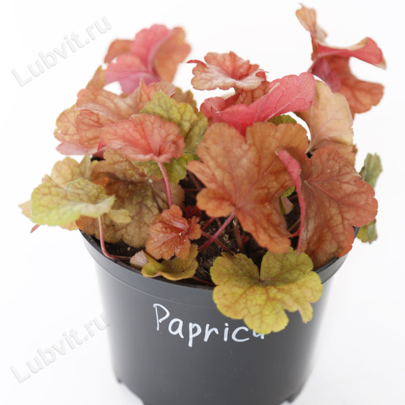 Гейхера Паприка большая (Heuchera Paprika)