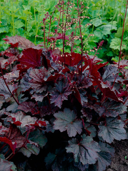Гейхера Палас Пурпл (Palace Purple) купить с доставкой