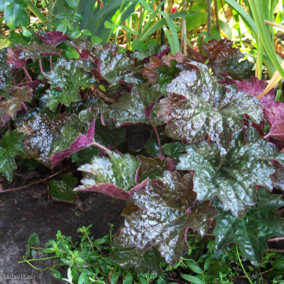 Гейхера Палас Пурпл (Palace Purple) купить с доставкой Гейхера Палас Пурпл (Palace Purple) купить с доставкой