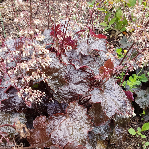 Гейхера Палас Пурпл (Palace Purple) купить с доставкой Гейхера Палас Пурпл (Palace Purple) купить с доставкой