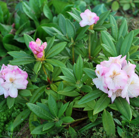 Рододендрон Хельсинки Юниверсити (Helsinki University) купить с доставкой Рододендрон Хельсинки Юниверсити (Helsinki University) купить с доставкой
