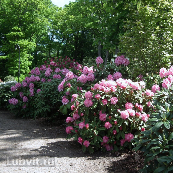 Рододендрон Хельсинки Юниверсити (Helsinki University) купить с доставкой