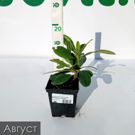 Рододендрон Хельсинки Юниверсити (Helsinki University)