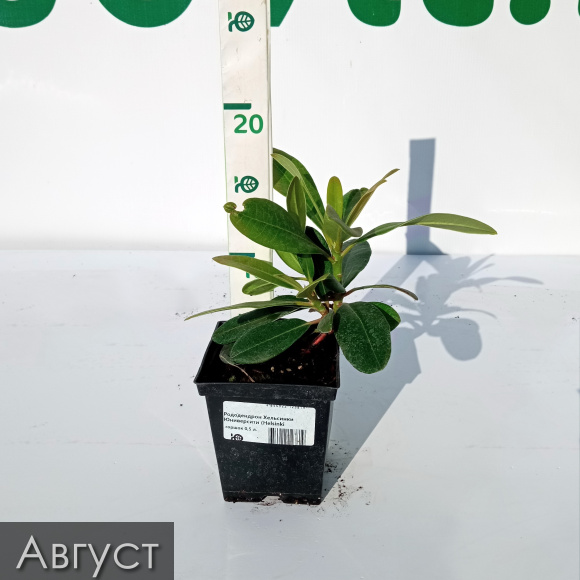 Рододендрон Хельсинки Юниверсити (Helsinki University) купить с доставкой Рододендрон Хельсинки Юниверсити (Helsinki University) купить с доставкой