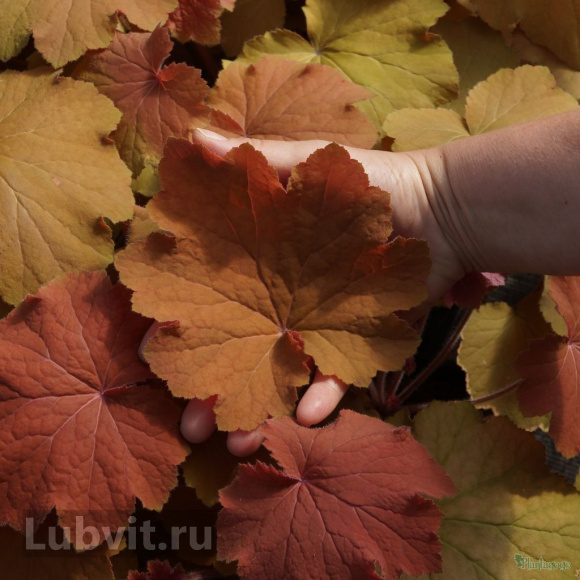 Гейхера ассортимент купить с доставкой Гейхера ассортимент купить с доставкой