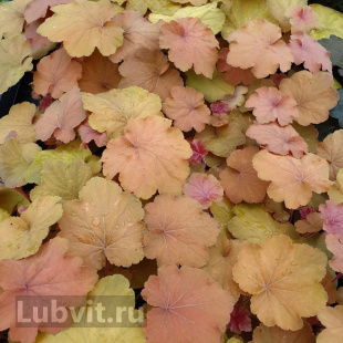 Гейхера ассортимент