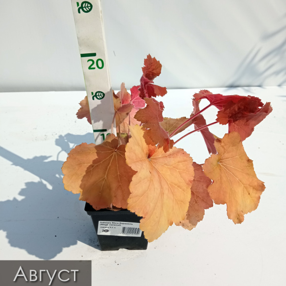 Гейхера ассортимент купить с доставкой Гейхера ассортимент купить с доставкой