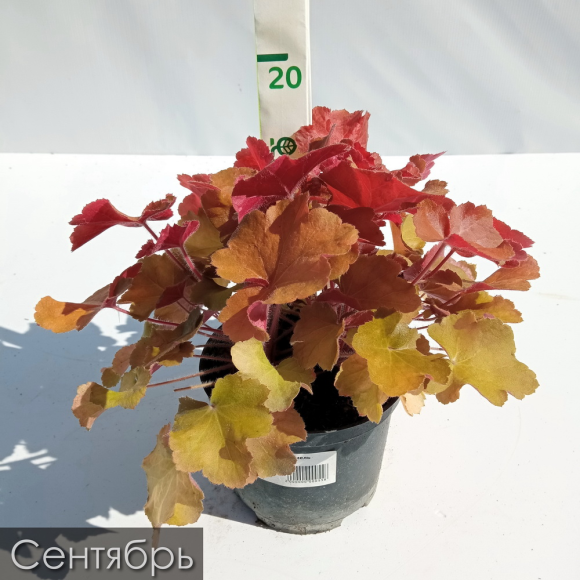 Гейхера ассортимент купить с доставкой Гейхера ассортимент купить с доставкой