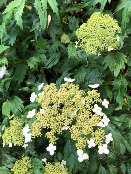 Гортензия Эмеральд Лейс (Emerald Lace) древовидная купить с доставкой