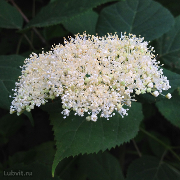 Гортензия Эмеральд Лейс (Emerald Lace) древовидная с доставкой