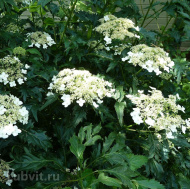 Гортензия Эмеральд Лейс (Emerald Lace) древовидная Гортензия Эмеральд Лейс (Emerald Lace) древовидная