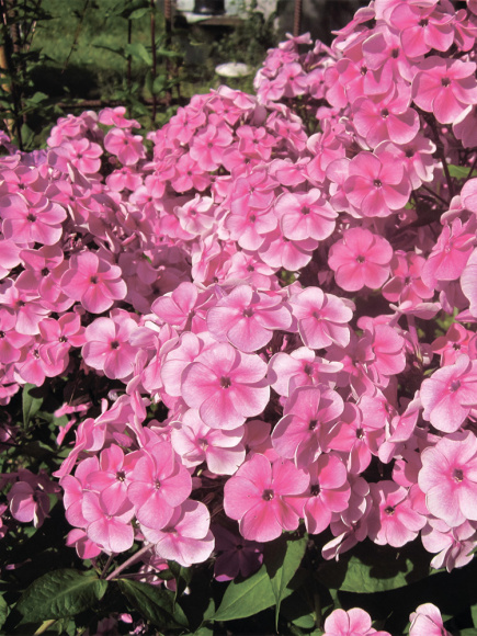 Флокс Красотка купить с доставкой