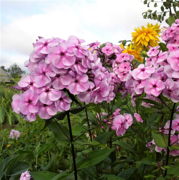 Флокс Красотка купить с доставкой